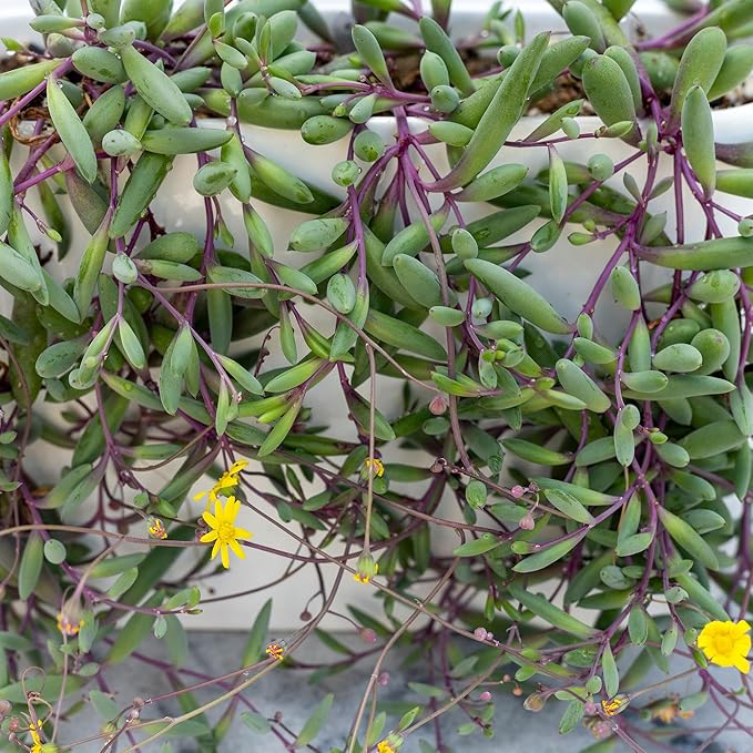 Mountain Crest Gardens Trailing & Strings Succulent Pack - 24 Live Plants in 2 Inch Pots - Real Succulents for Hanging Planters, Home Decor, and DIY Arrangements