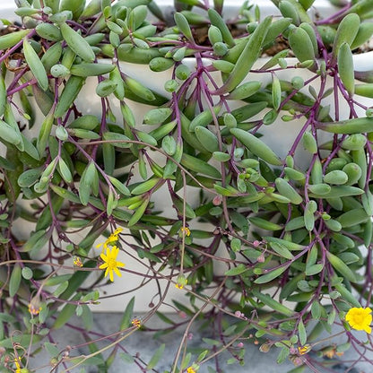 Mountain Crest Gardens Trailing & Strings Succulent Pack - 6 Live Plants in 2 Inch Pots - Real Succulents for Hanging Planters, Home Decor, and DIY Arrangements