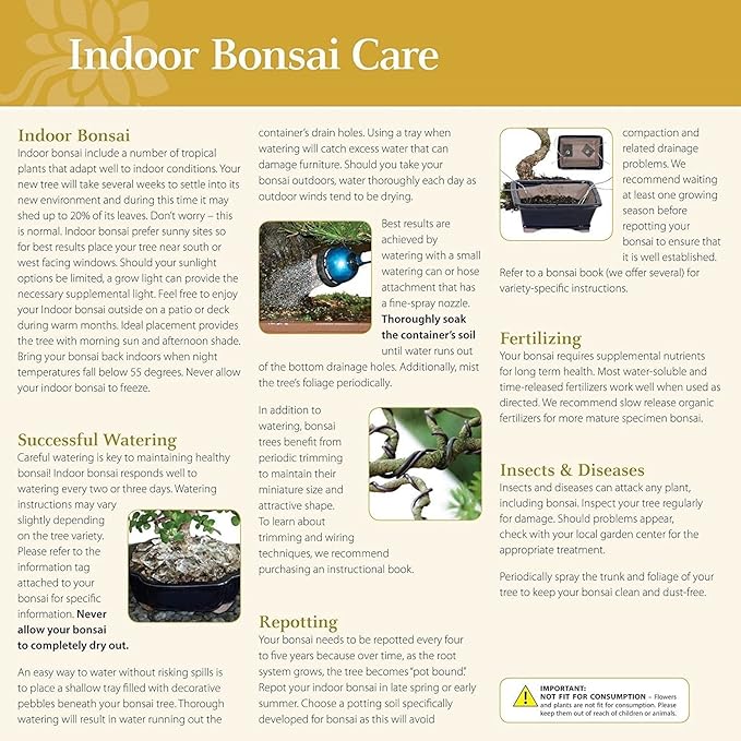 Brussel's Bonsai Live Ginseng Grafted Ficus Indoor Bonsai Tree - Medium, 6 Year, 8 to 12 In - Live Bonsai Tree in Ceramic Bonsai Pot and Humidity Tray