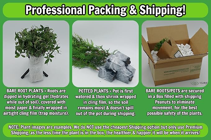 Greenwood Nursery: Live Ground-Cover Plants - English Ivy + Hedera Helix - [Qty: 5X Pint Pots] - (Click for Other Available Plants/Quantities)