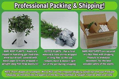 Greenwood Nursery: Live Ground-Cover Plants - English Ivy + Hedera Helix - [Qty: 50 Bare Roots] - (Click for Other Available Plants/Quantities)