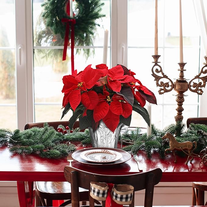 Wild Interiors Green Circle Growers 6-Pack Live Red Poinsettia Plants in 6-Inch Grower Pots with Silver Decorative Covers – Festive Holiday Houseplants for Seasonal Home Décor & Gifting