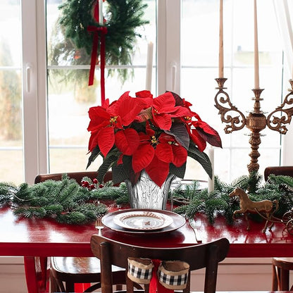 Wild Interiors Green Circle Growers 6-Pack Live Red Poinsettia Plants in 6-Inch Grower Pots with Silver Decorative Covers – Festive Holiday Houseplants for Seasonal Home Décor & Gifting