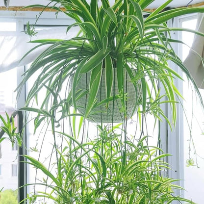 3 Reverse Variegated Spider Plant Cuttings – Fast-Growing Indoor Houseplants – Easy to Grow Hanging Basket Greenery for Home or Office Décor