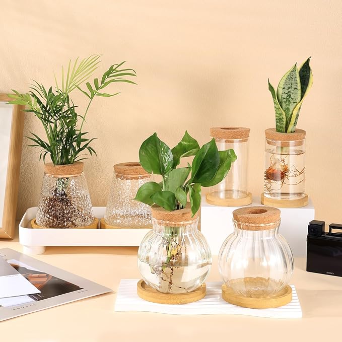 6 Pcs Plants Propagation Station Separated Desktop Glass Plant Terrarium with Wood Lid and Tray, 3 Sizes Hydroponics Plants Jars Water Planting Vases for Indoor Home Tabletop Decor