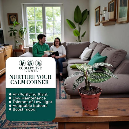 Calathea Beauty Star | Live Plant in a 4 Inch Growers Pot, Live Indoor, Easy to Grow, Easy to Care, and Low Maintenance Houseplant (4" Pot)