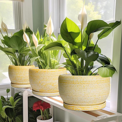 SQOWL Ceramic Planter - 6 Inch Plant Pot Indoor with Drainage Hole and Saucer, Decorative Ceramic Flower Pot Outdoor, Round Succulent Planters, Home Office Bedroom Decor, Birthday Gifts, Yellow