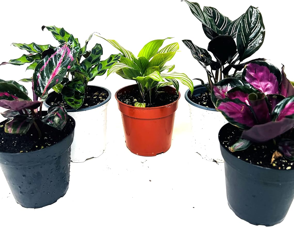 Calathea Party of 2 Live Plants 'Unique by JMBamboo'