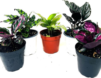 Calathea Party of 2 Live Plants 'Unique by JMBamboo'
