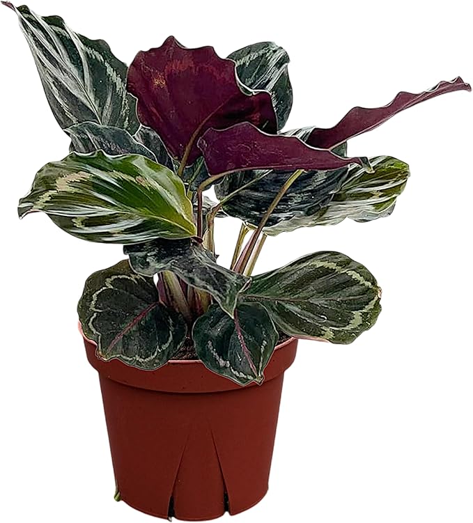 Calathea Medallion | Live Plant in a 2 Inch Growers Pot, Live Indoor, Easy to Grow, Easy to Care, and Low Maintenance Houseplant (4" Pot)