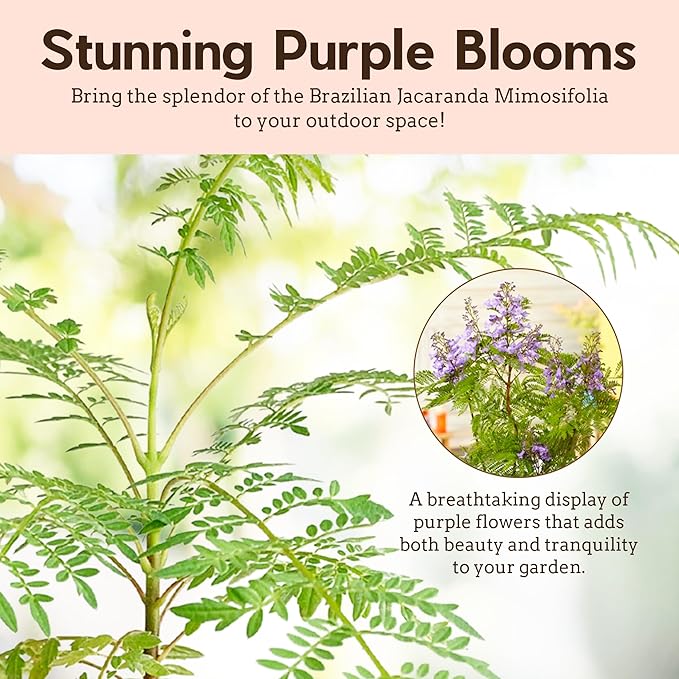 Mini Jacaranda Tree, 3-4 Inch Tall Bonsai Tree in 2-Inch Pot, Trees Live Plants Outdoor Hardiness Zones 9-11, Bonsai Live with Purple Flowers