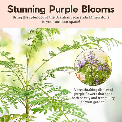 Mini Jacaranda Tree, 3-4 Inch Tall Bonsai Tree in 2-Inch Pot, Trees Live Plants Outdoor Hardiness Zones 9-11, Bonsai Live with Purple Flowers