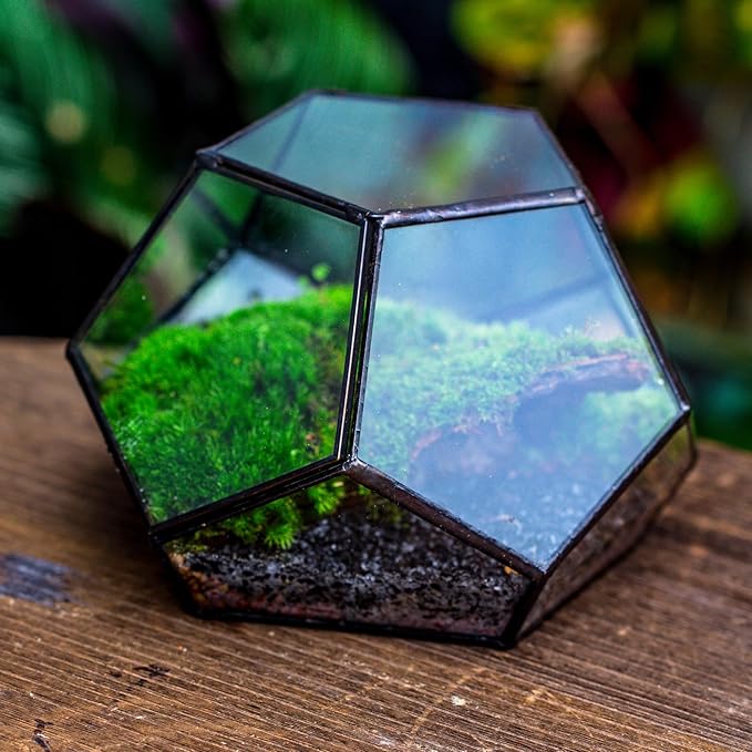 NCYP Small Glass Geometric Terrarium with Door -7.1x7.1x4.7 inches - Black Pentagon Closed Planter Pot for Succulents, Air Plants - Home Garden Office Tabletop Decoration Box (Terrarium Only)