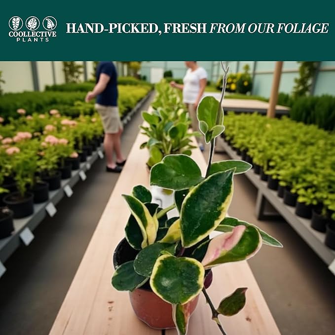 Hoya Albo Carnosa – Live Plant in 4″ Grower’s Pot, Easy to Grow Low Maintenance Indoor Houseplant, Live Indoor, Includes UniHeat Pack for Winter Protection