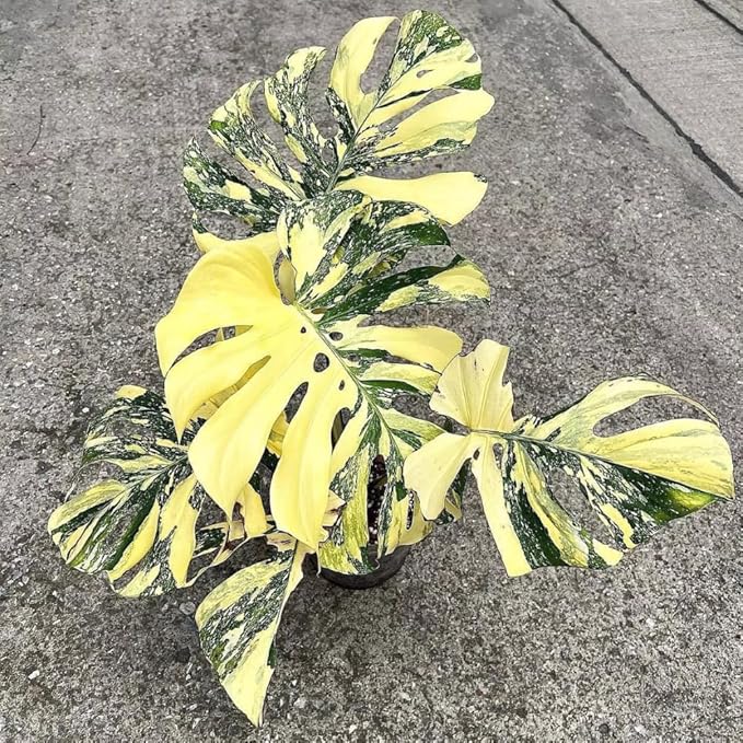 Rare Monstera Plant, Monstera Live Plant Fully Rooted, Ready to Grow Philodendron 4-8 Inches, Live Houseplants, Indoor Plants (Thai Variegated Monstera)