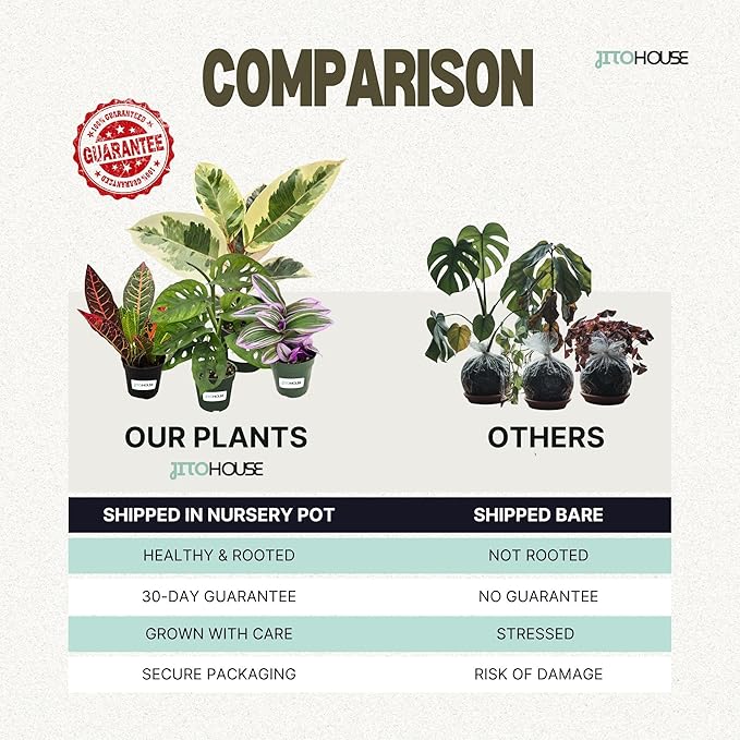 Money Tree Live Plant up to 16" Tall | Symbol of Luck & Wealth Feng Shui Chinese Bonsai Gift | Pet Friendly | Easy Care Beginner for Business and Office by JitoHouse