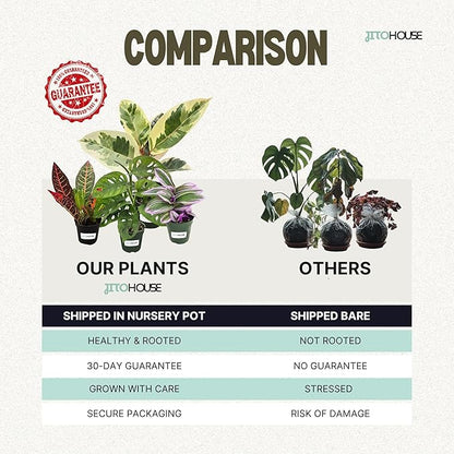 Money Tree Live Plant up to 16" Tall | Symbol of Luck & Wealth Feng Shui Chinese Bonsai Gift | Pet Friendly | Easy Care Beginner for Business and Office by JitoHouse