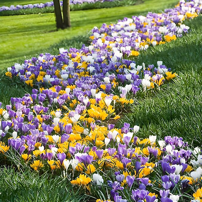 Giant Crocus Bulb Mix, 25 Exclusive Flower Bulbs, Mix of 5 Varieties from Holland, Real Hardy and Perennial Crocus Tubers/Flowers (no Seeds) for Garden, Pots and Balcony