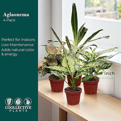 CoollectivePlants Aglaonema Live Plant Combo (Pack of 4) – Grower’s Choice Assorted Chinese Evergreen Indoor Plants Live Houseplants in 4” Growers Pots | Easy Low Light Indoor Plants