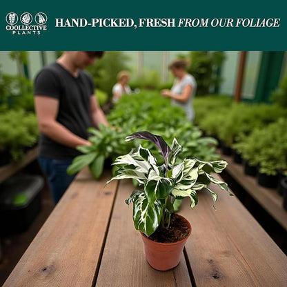 CoollectivePlants Calathea Stella - Live Calathea Plant in 6″ Growers Pot, Easy Indoor House Plants, Pet Friendly Plants Indoor, Low Maintenance Houseplant