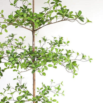 Artificial Black Olive Tree, 7FT Tall Faux Shady Lady Tree with Potted, Fake Olive Tree for Home Decor Indoor