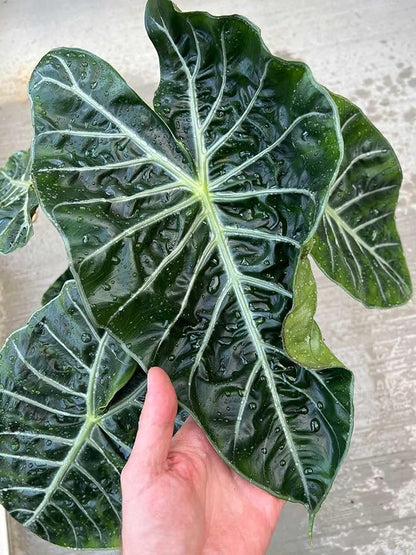 Gardenera Alocasia Plant Potting Soil - All-Natural Blend for Thriving Alocasia Plants - Boosts Root Health and Distinctive Foliage - 10 Quart