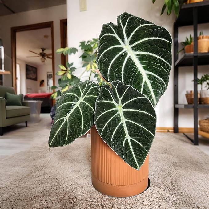 Small Modern Terracotta Pots, 4.2 Inch Ribbed Textured Clay Planter Pots with Drainage Hole & Saucer, Garden Pots for Indoor Plants Succulent, Cacti & Fern