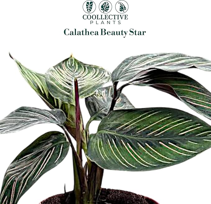 Calathea Beauty Star | Live Plant in a 4 Inch Growers Pot, Live Indoor, Easy to Grow, Easy to Care, and Low Maintenance Houseplant (4" Pot)