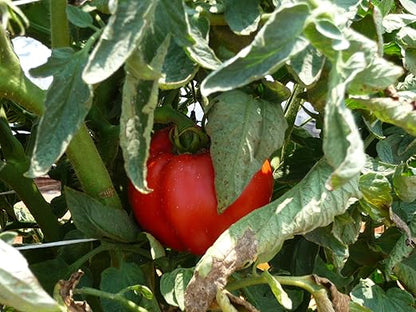 PlantVantage Premium Tomato Plant Food-Concentrated Fertilizer with Humic Acid & Zinc Nitrogen-Supports Strong Roots,Enhances Blooms & Yields-Easy Application for Root Feeding or Foliar Spray 1-Gallon