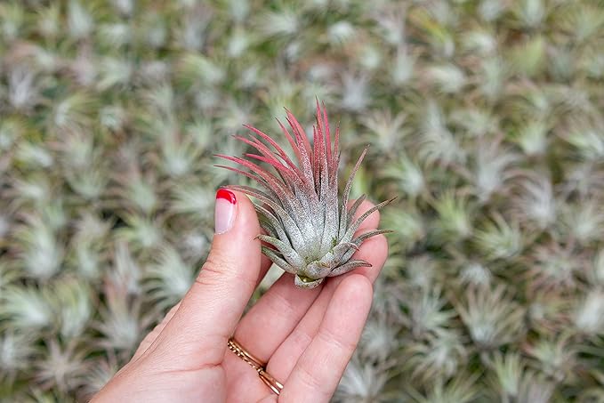 25 Pack Assorted Large Ionantha Rubra Air Plants - Live Succulent House Plants - Available in Wholesale and Bulk - Home and Garden Decor - Easy Care Indoor/Outdoor Air Plant
