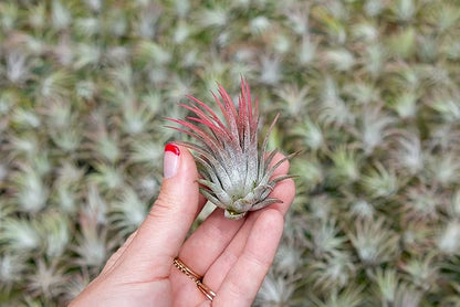 25 Pack Assorted Large Ionantha Rubra Air Plants - Live Succulent House Plants - Available in Wholesale and Bulk - Home and Garden Decor - Easy Care Indoor/Outdoor Air Plant