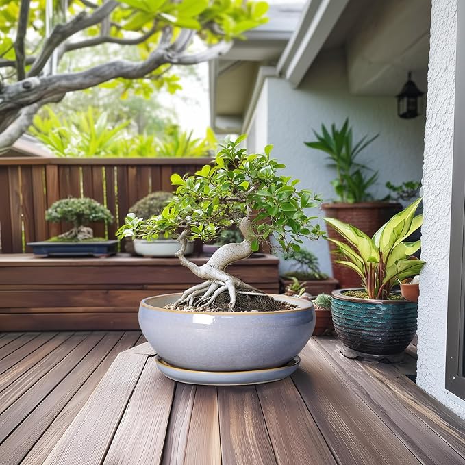 SQOWL 12 Inch Bonsai Pots - Shallow Ceramic Planter for Indoor Plants Outdoor, Large Succulent Pots with Drainage Hole and Saucer, Round Planter Bowl, Porch Decor, Gifts for Plant Lover, Blue