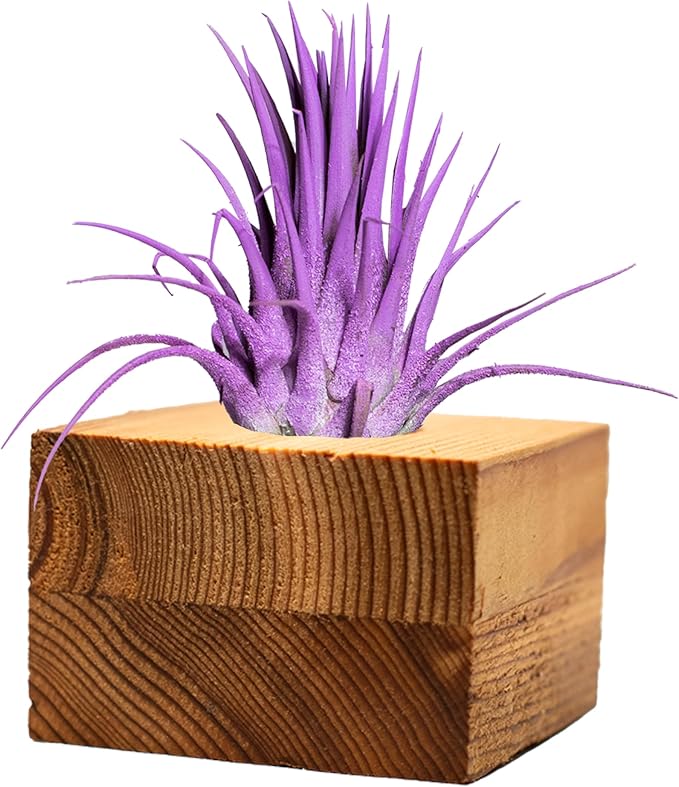 Air Plants - Tillandsia Ionantha - Organically Enhanced Color - Live Arrival Guaranteed - House Plants for Home Decor & Gift (3pk Lavender Tan Singles)