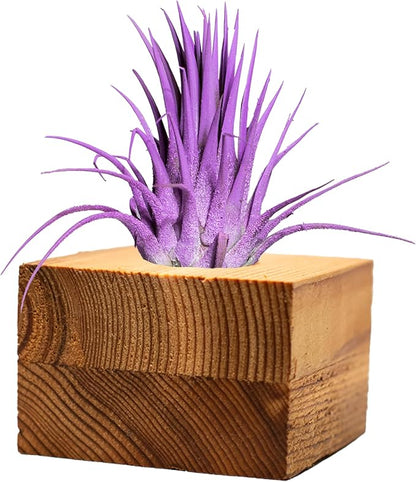 Air Plants - Tillandsia Ionantha - Organically Enhanced Color - Live Arrival Guaranteed - House Plants for Home Decor & Gift (3pk Lavender Tan Singles)