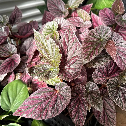 Pink Polka Dot Maculata Angel Wing Begonia Plants Live, Rare Begonias Indoor Growing, Hanging Basket, Starter 5 to 9 Inc Tall