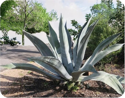 Agave Americana - Century Plant - Large Growing - Dry Desert Succulent -Live Cactus Plant - Emerald Goddess Gardens -Starter Sz 4 Inch Pot