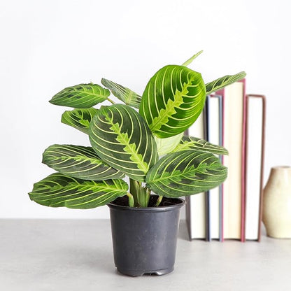 Thorsen's Greenhouse Lemon Lime Prayer Plant, Live Indoor Plant, Pet Friendly, Attractive Houseplant, Lemon Maranta, Natural Air Purifier, Easy to Grow, 4" Diameter Pot (3 Pack Nursery Pots)