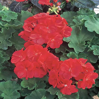 Park Seed Geranium Flowering Plant Seeds, Maverick Scarlet Variety with Large Dark Red-Orange Blooms, Heat and Humidity Tolerant Annual, Pack of 10