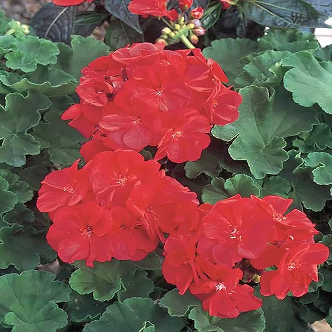 Park Seed Geranium Flowering Plant Seeds, Maverick Scarlet Variety with Large Red-Orange Blooms, Compact Annual Pelargonium for Summer Color, Pack of 100