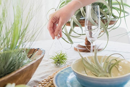 Pack of Wild Ones Air Plants - Tillandsia Caput Medusae, Butzii & Bulbosa Guatemala- Succulent House Plants for Holders-Available in Wholesale/Bulk- Easy Care Indoor/Outdoor Plants (Pack of 6 Large)