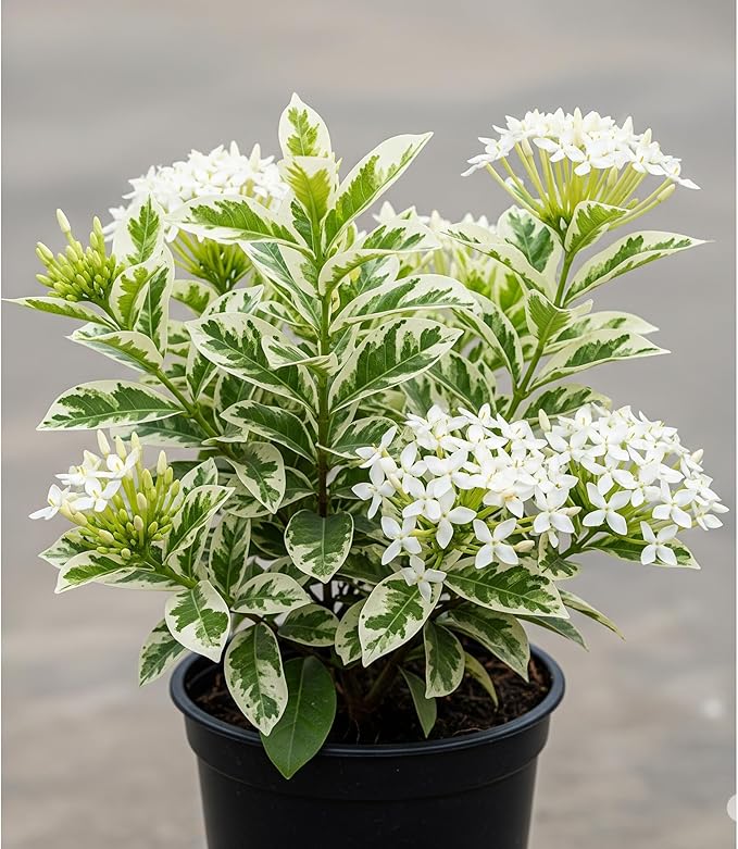 3 Live Ixora Plants, 5-7 Inc, White Ixora Live Plant, Tropical Shrub Plant for Gardening