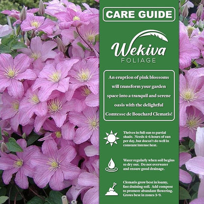 Clematis Comtesse De Bouchaud - 2 Live Starter Plants in 2 Inch Growers Pots - Starter Plants Ready for The Garden - Rare Clematis for Collectors