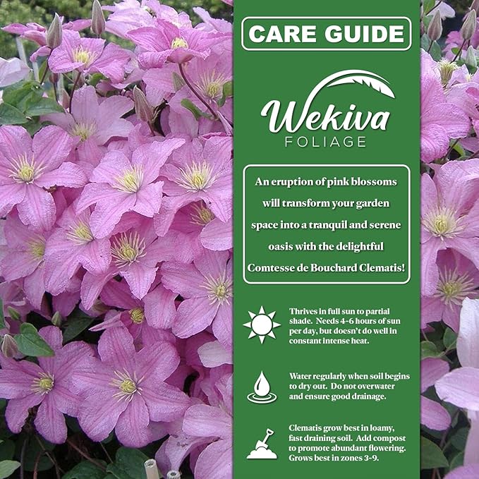 Clematis Comtesse De Bouchaud - 3 Live Starter Plants in 2 Inch Growers Pots - Starter Plants Ready for The Garden - Rare Clematis for Collectors