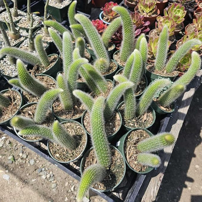Monkey Tail Cactus Live Plants for Planting, Live Monkey Tail Cactus Houseplant Succulents in 2" Pot for Indoor Outdoor Planting