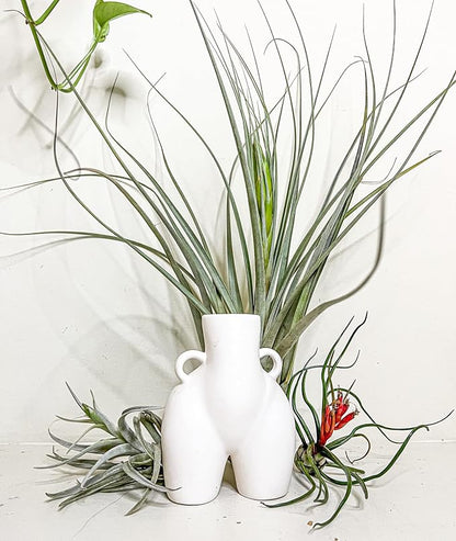 ragnaroc Air Plants - Odin Gift Box - 5ct - Live Arrival Guaranteed - House Plants for Home Decor & Gift