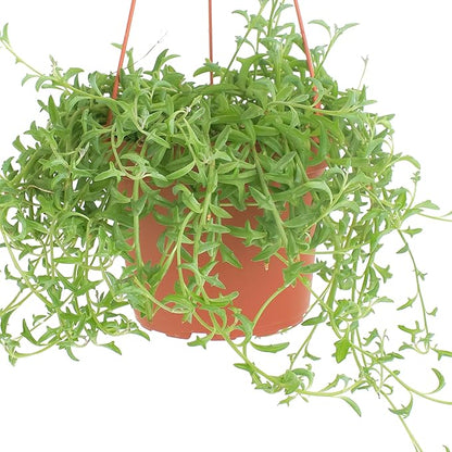 Shop Succulents String of Dolphins Hanging Succulent, Senecio Peregrinus, Fully Rooted Live 6" Succulent Plant with Hanger, Low Maintenance Indoor Plant, Trailing Succulents, Gift & Garden