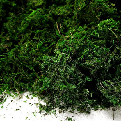 Byher 92926 Preserved Forest Moss, Fresh Green (2OZ)