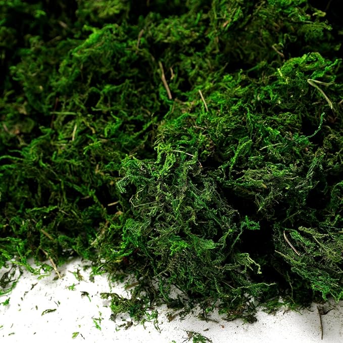 Byher 92926 Preserved Forest Moss, Fresh Green (16OZ)