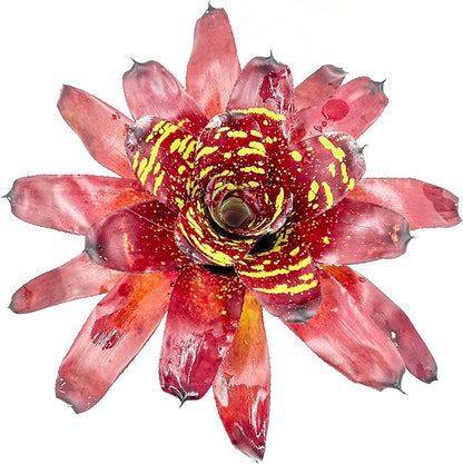 ragnaroc Live Plants - Bromeliad Neoregelia 'Green Eye', 16" Wide and 12" Tall in 6" Pot - 1ct - Live Arrival Guaranteed - House Plants for Home Decor & Gift