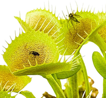 King Henry Venus Fly Trap Live Plant - Dionaea muscipula by Wellspring Gardens - Carnivorous Plant - Indoor Plant - Unique Garden Plant - Starter Plant Aquatic Plant